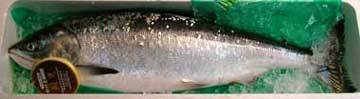 秋鮭アキアジ 鮭児ケイジ 時鮭トキシラズ 美味しい鮭サケとシャケとは ニュースプラスナウ