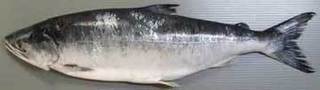 tokisirazu.jpg